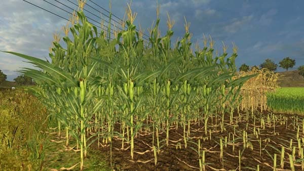 Real corn texture HD HD [SP] 3