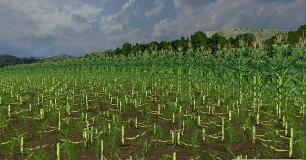 Real maize texture [SP] 2
