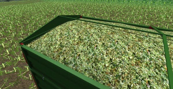 Real maize texture [SP]