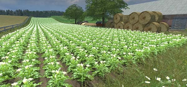 Real potatoes texture [SP] 2