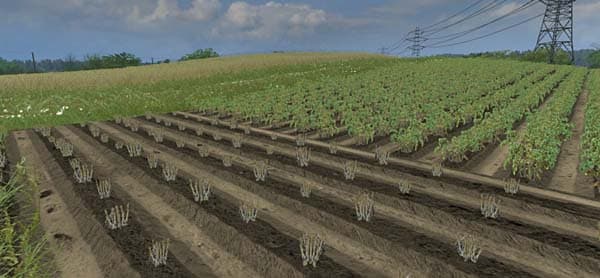 Real potatoes texture [SP]