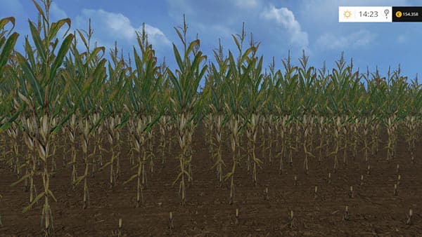 Reale 4k corn [SP] 2
