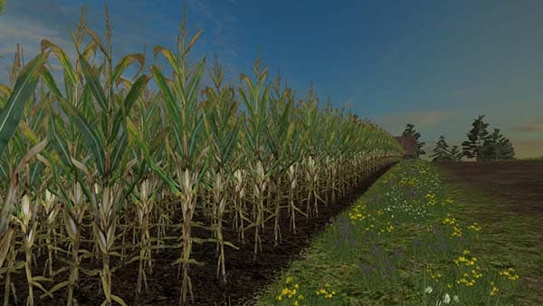 Reale 4k corn [SP] 2