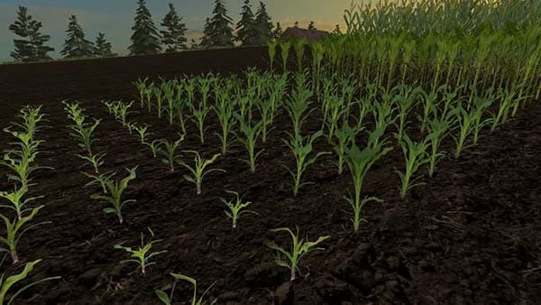 Reale 4k corn [SP]