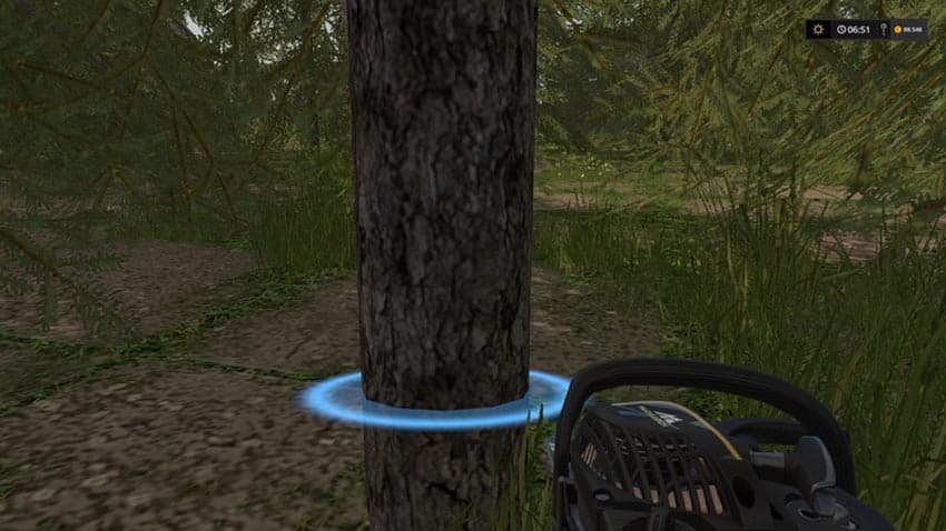 Small fir tree [MP]
