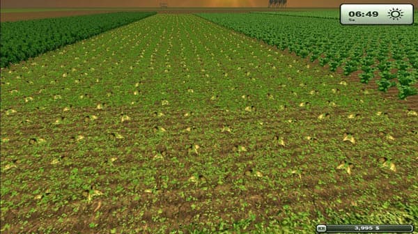 Sugarbeet texture HD [SP]