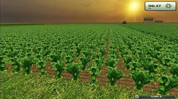 Sugarbeet texture HD [SP] 3