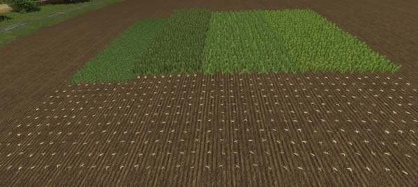 Sugarbeet texture [SP]