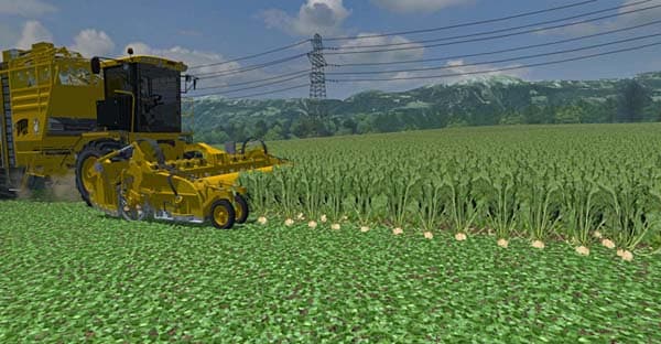 Sugarbeet texture [SP] 2