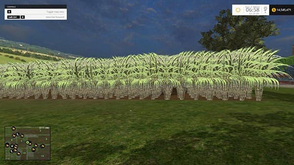 Sugarcane