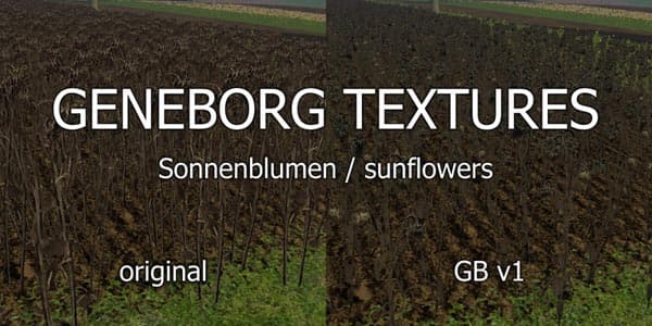 Sunflowers [SP] 2