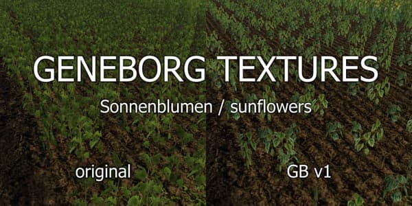 Sunflowers [SP]