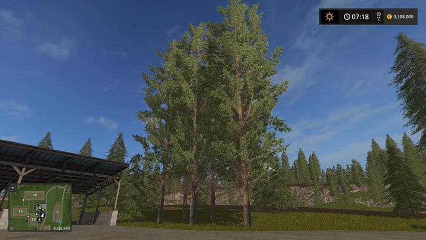 Tall pine trees 3