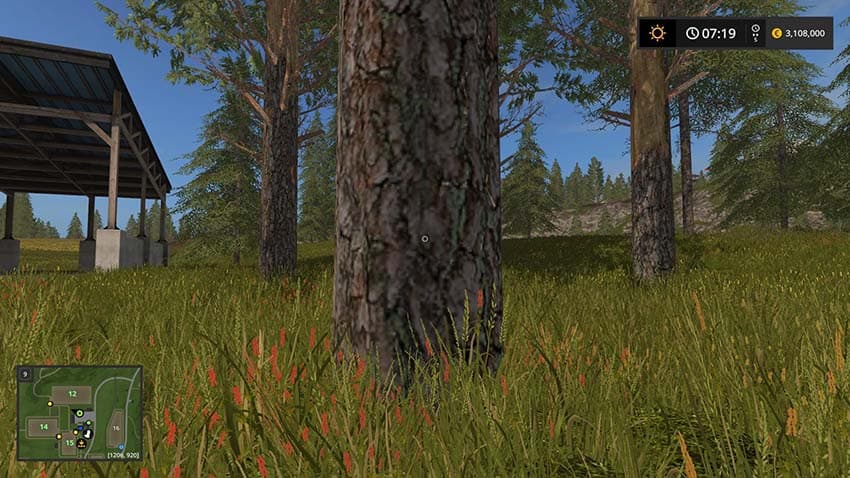 Tall pine trees 2