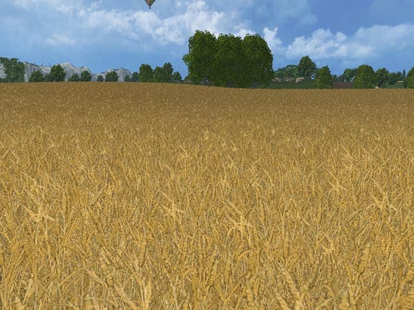 Weizen Textur von Gerste und Raps [SP] 3