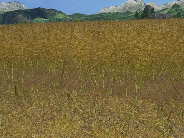 Weizen Textur von Gerste und Raps [SP] 2