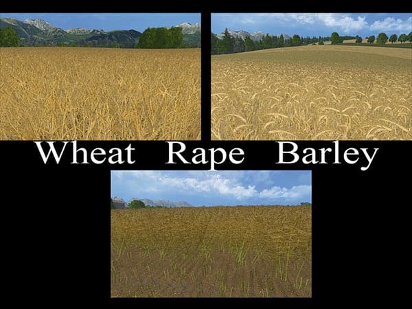 Weizen Textur von Gerste und Raps [SP]