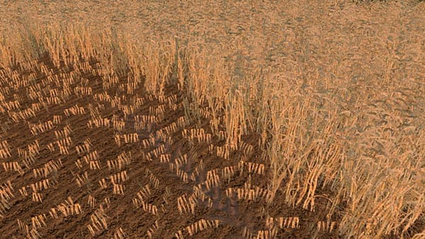 Wheat barley texture [SP] 2