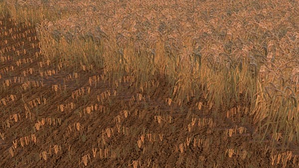 Wheat barley texture [SP]