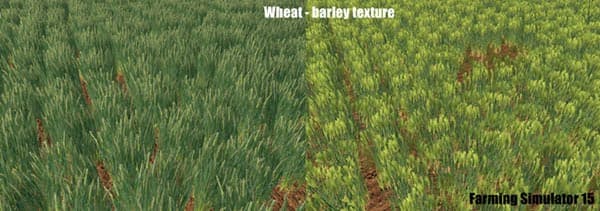 Wheat barley texture [SP] 3