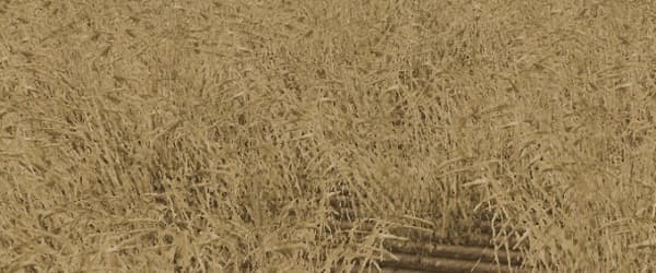 Wheat texture