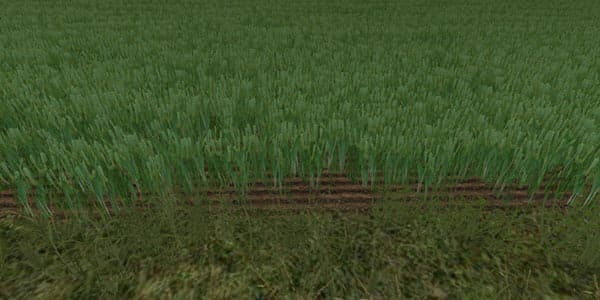 Wheat texture [SP] 2