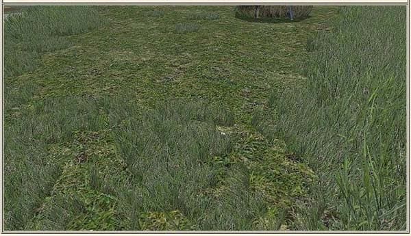 Grass texture
