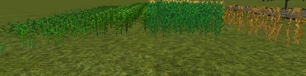 Corn texture