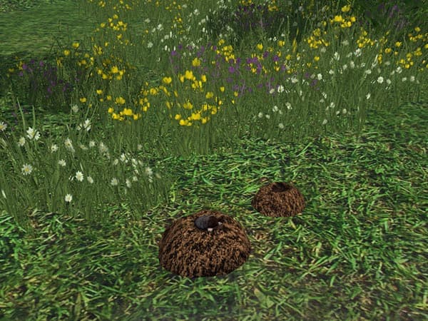 Mole and hill [MP] 2