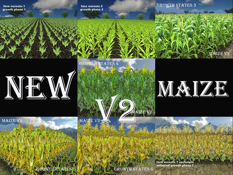 Fresh corn [SP]