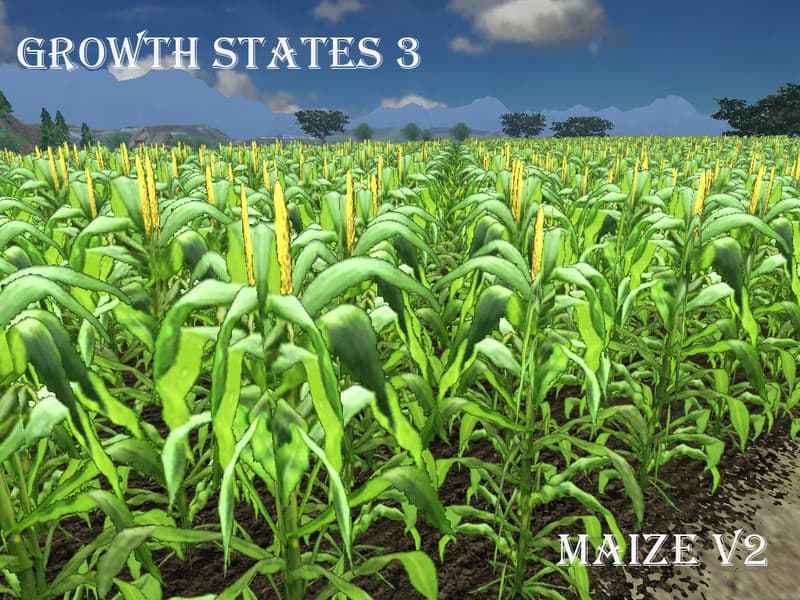 Fresh corn [SP] 2