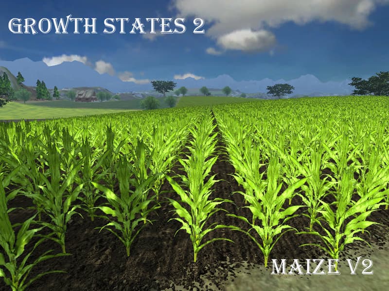 Fresh corn [SP] 3