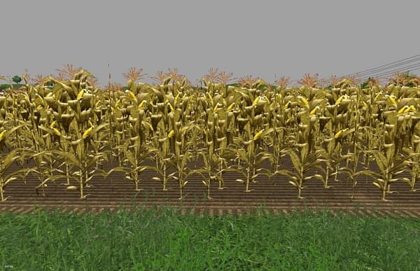 New corn texture
