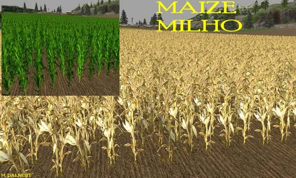 Nova textura wheat barley [SP] 3