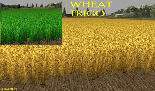 Nova textura wheat barley [SP] 2