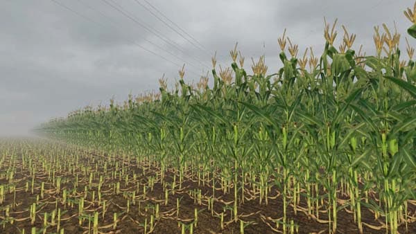 Real corn texture [SP] 2