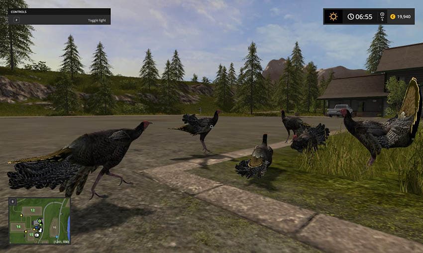 Turkeys 3
