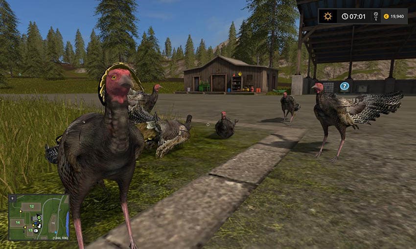 Turkeys