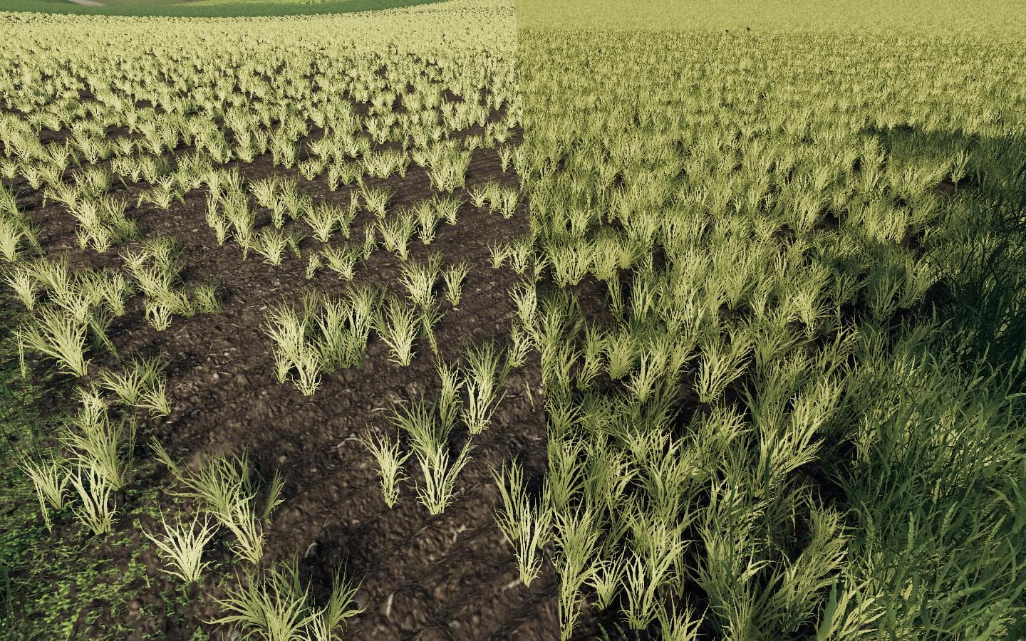 BETTER WHEAT BARLEY