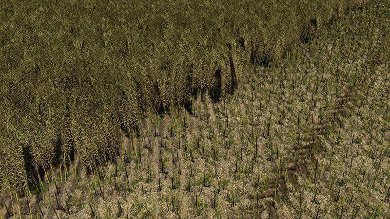 CANOLA TEXTURE 2