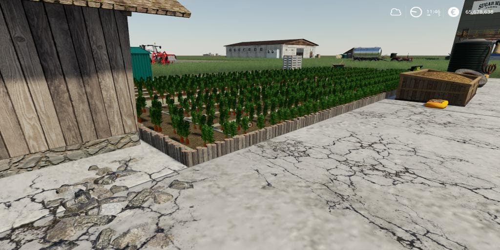 CARROT PRODUCTION 3