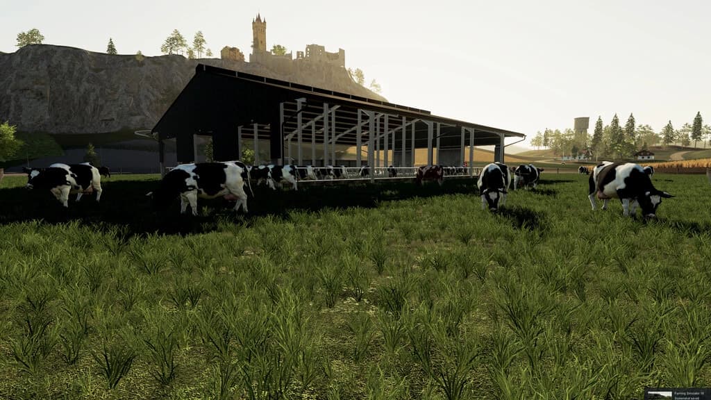 COW HUSBANDRY