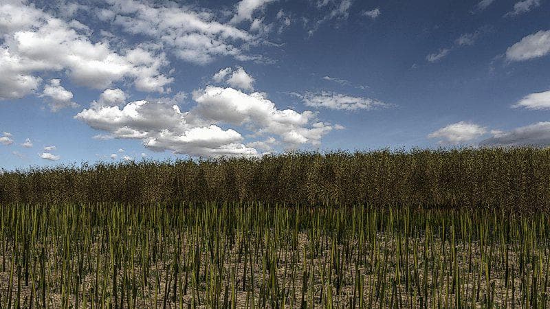 Canola texture