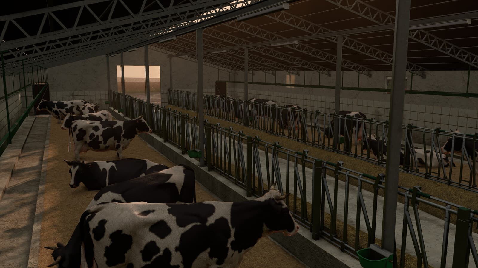 Cow Barn With Manure Conveyor 4