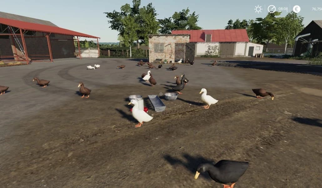 DUCKS