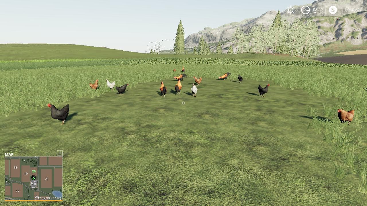 FREE RANGE CHICKENS