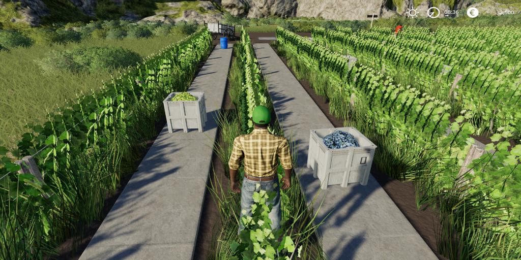 GRAPE PRODUCTION FINAL EXTENDED 4