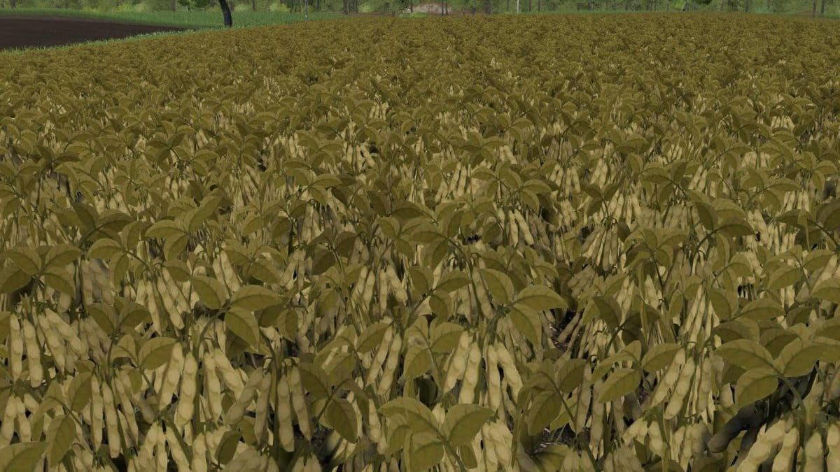 MODIFIED SOY TEXTURE 2