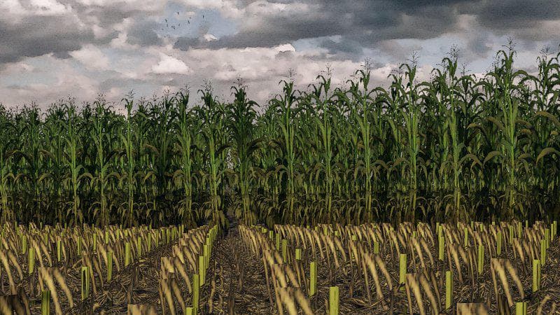 Maize Texture