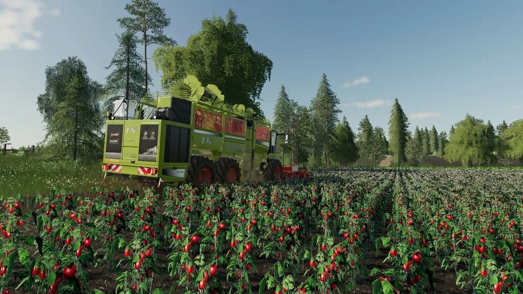 OLD KIWI FARM